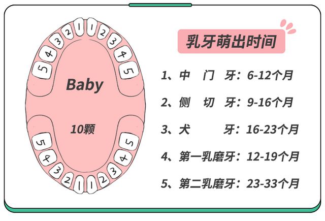 宝宝成长里程碑，8个月长几颗牙？